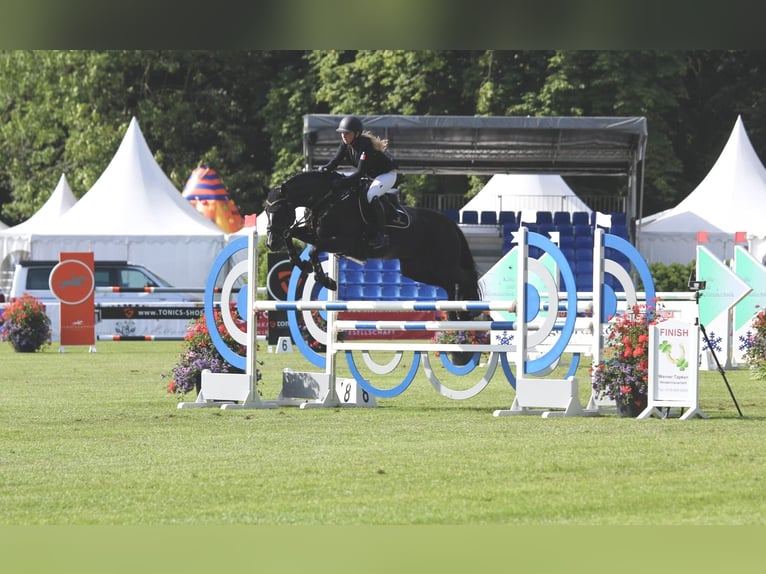 Oldenburg Mare 18 years 16 hh Black in Berne