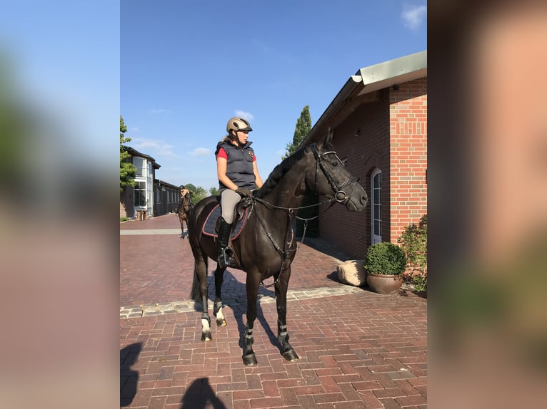 Oldenburg Mare 18 years 16 hh Black in Berne