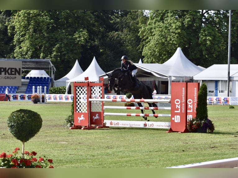 Oldenburg Mare 18 years 16 hh Black in Berne
