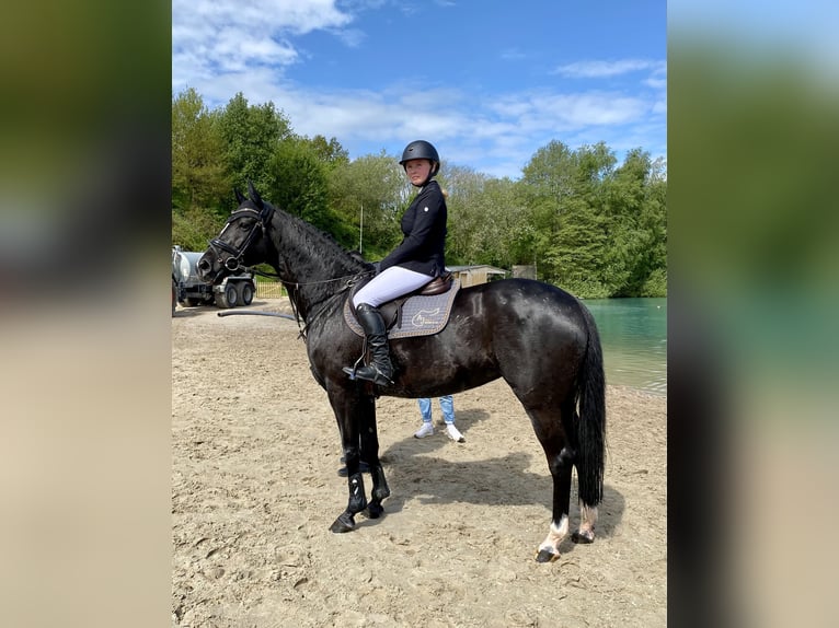 Oldenburg Mare 18 years 16 hh Black in Berne