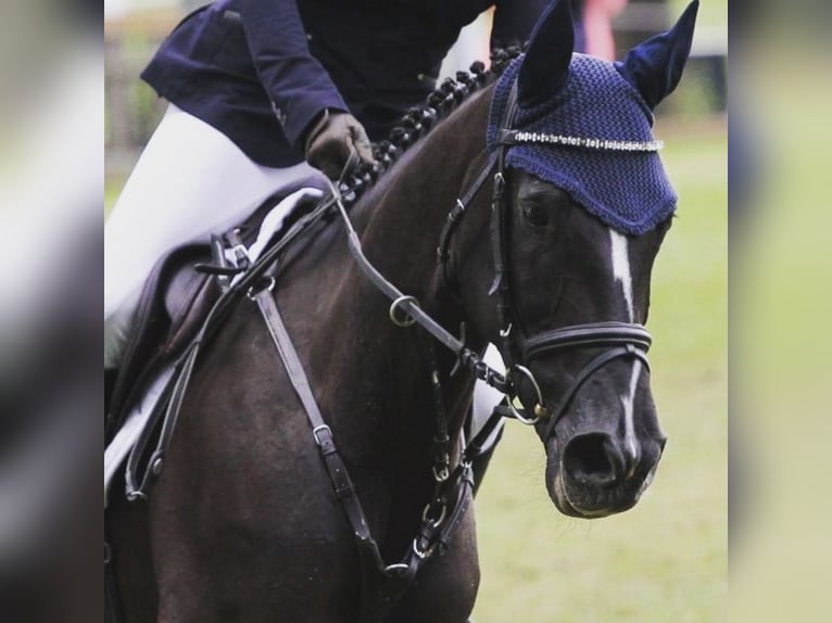 Oldenburg Mare 18 years 16 hh Black in Berne