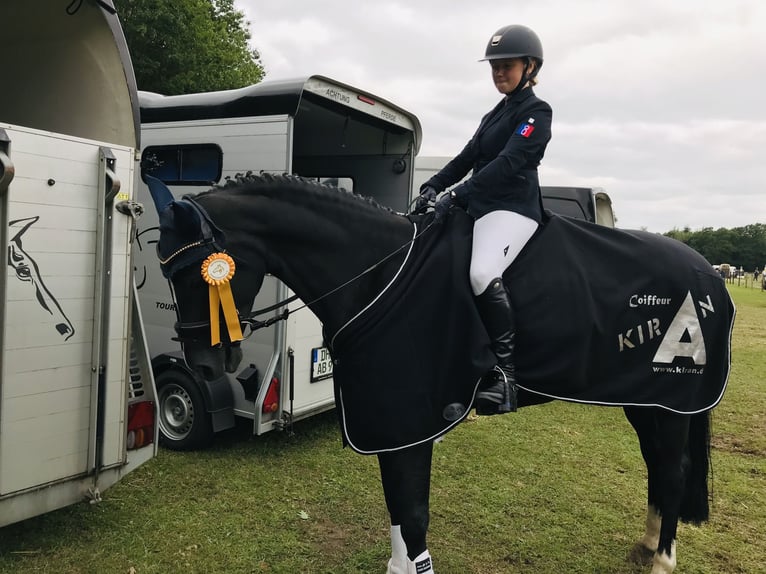 Oldenburg Mare 18 years 16 hh Black in Berne