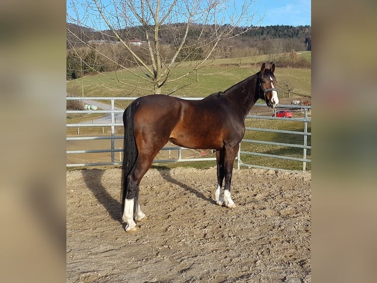 Oldenburg Mare 18 years 16 hh Brown in March Oldenburg Mare 18 years 16 hh Brown in March