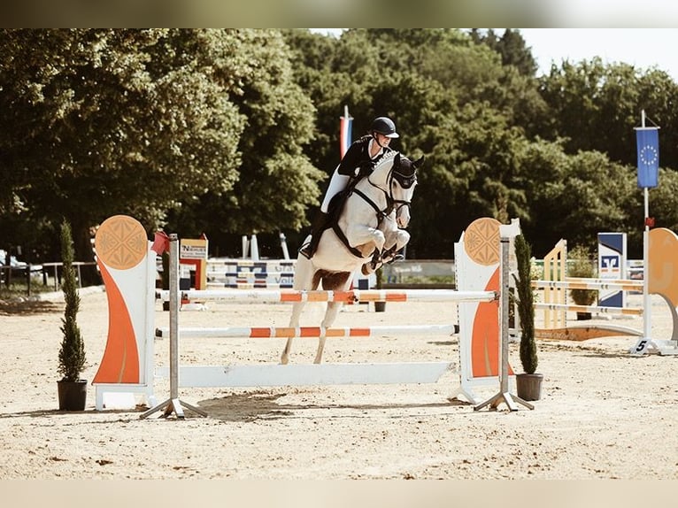 Oldenburg Mare 18 years 16 hh Grey in Lingen