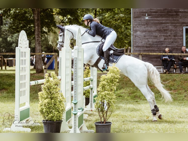 Oldenburg Mare 18 years 16 hh Grey in Lingen