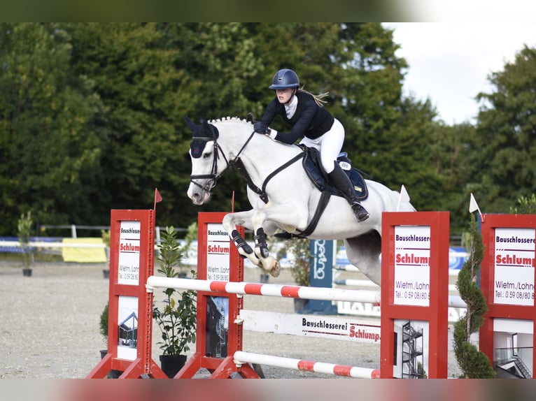 Oldenburg Mare 18 years 16 hh Grey in Lingen