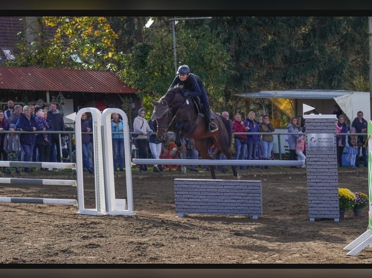 Oldenburg Mare 18 years 16,1 hh Bay-Dark in Boizenburg