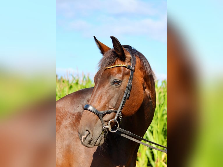 Oldenburg Mare 18 years 16,1 hh Bay-Dark in Boizenburg