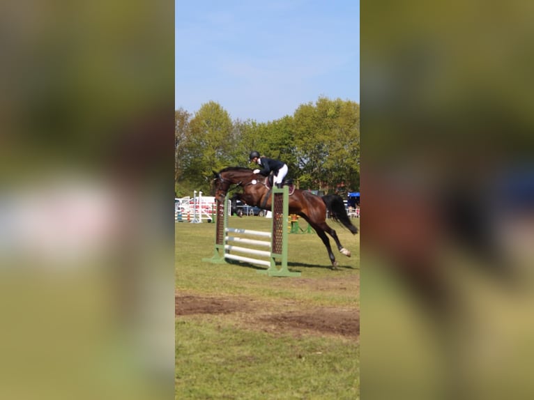 Oldenburg Mare 18 years 16,1 hh Bay-Dark in Boizenburg