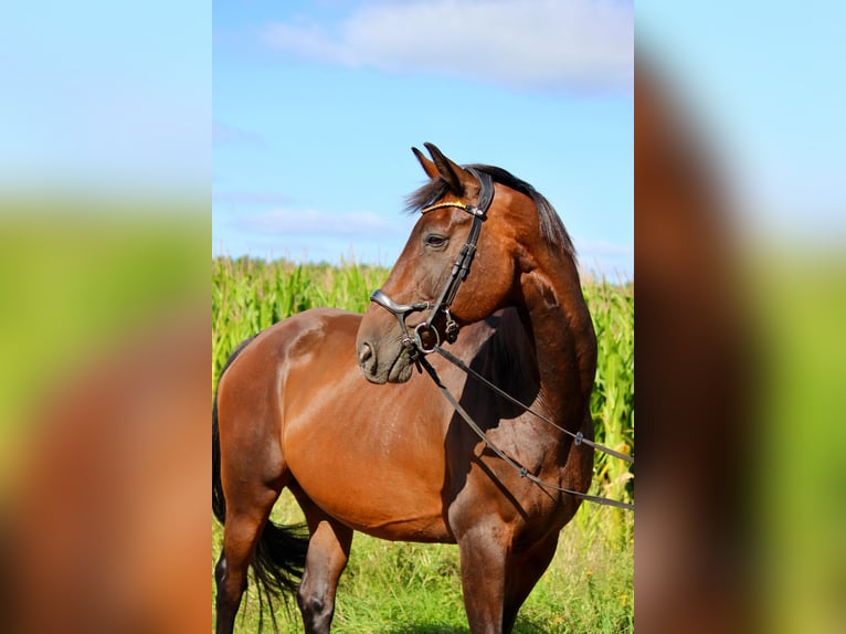 Oldenburg Mare 18 years 16,1 hh Bay-Dark in Boizenburg