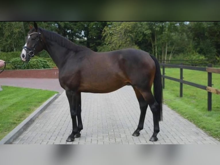 Oldenburg Mare 18 years 16,1 hh Smoky-Black in GROTE-BROGEL