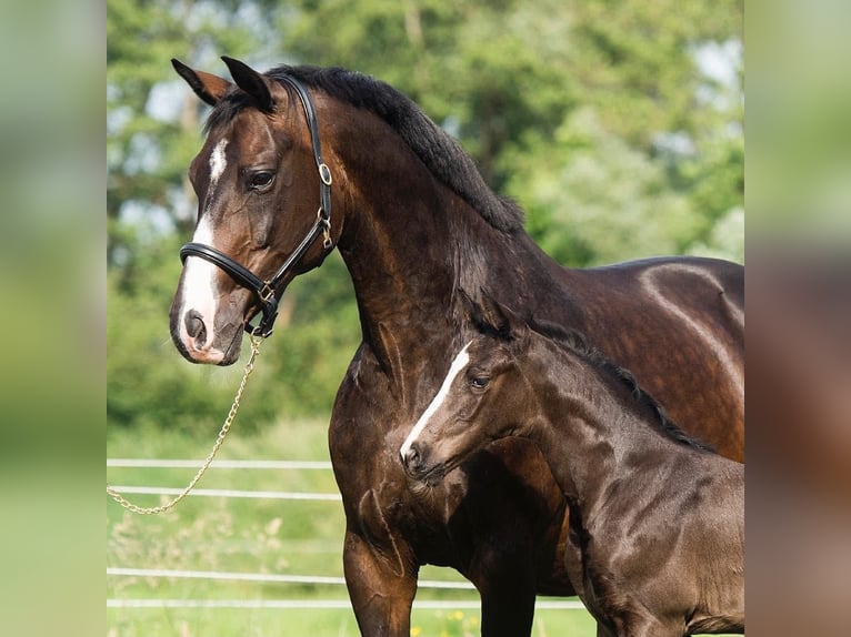Oldenburg Mare 18 years 16,1 hh Smoky-Black in GROTE-BROGEL