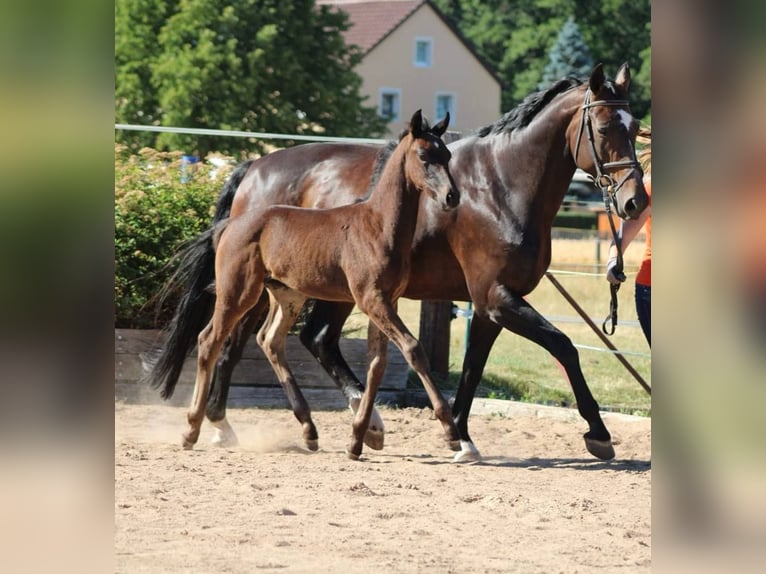 Oldenburg Mare 18 years 16,1 hh Smoky-Black in Immenreuth
