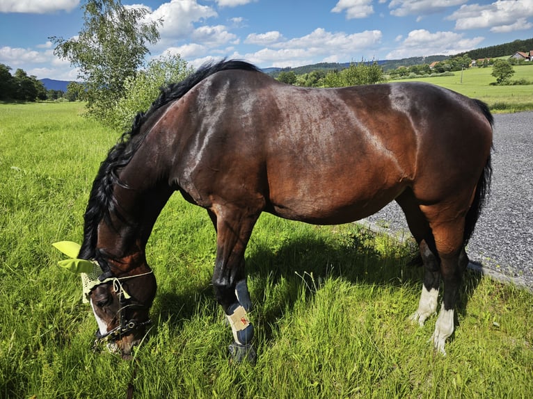 Oldenburg Mare 18 years 16,2 hh Brown in Waldm&#xFC;nchen