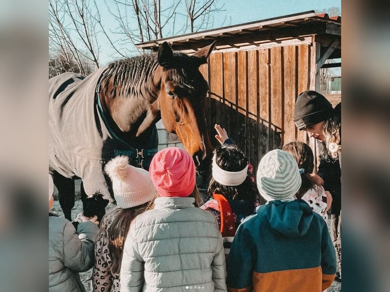 Oldenburg Mare 18 years 16,2 hh Brown in Deggendorf