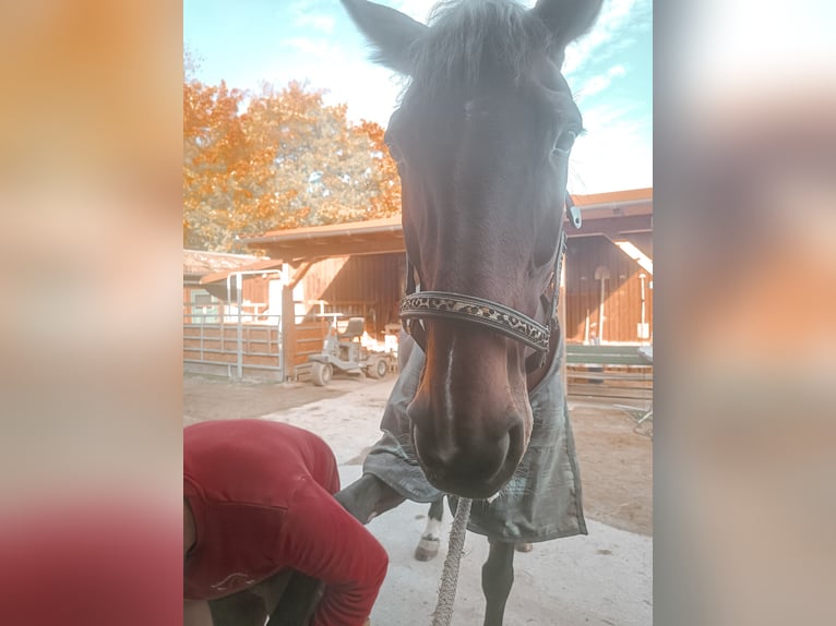 Oldenburg Mare 18 years 16,2 hh Brown in Deggendorf