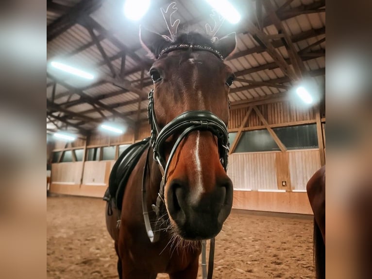Oldenburg Mare 18 years 16,2 hh Brown in Deggendorf