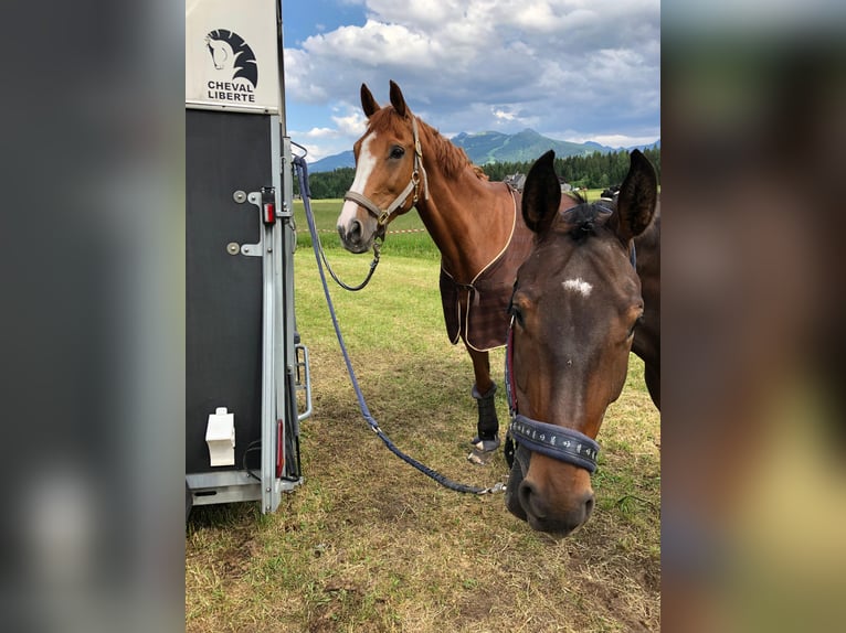 Oldenburg Mare 18 years 16,3 hh Chestnut-Red in Gleiming