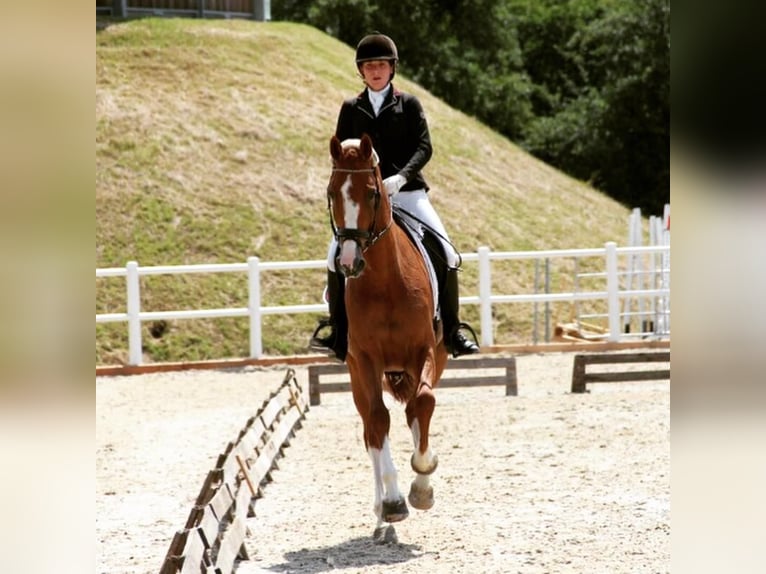 Oldenburg Mare 18 years 16,3 hh Chestnut-Red in Gleiming