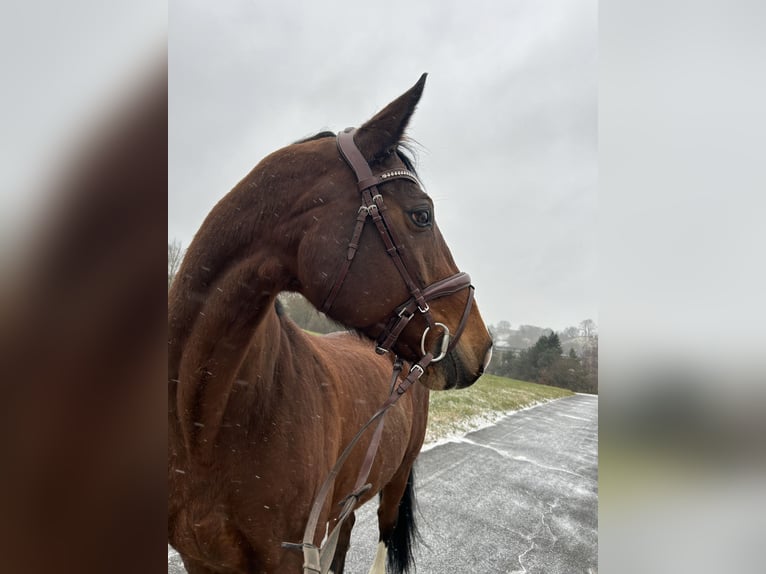 Oldenburg Mare 18 years 17 hh Brown in Bad Waldsee
