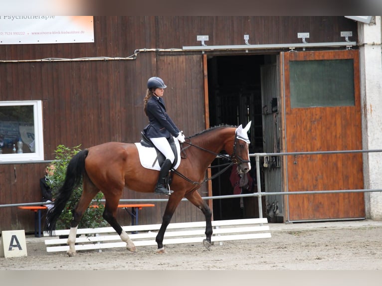 Oldenburg Mare 18 years 17 hh Brown in Bad Waldsee