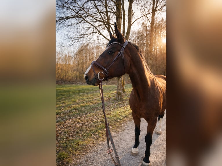Oldenburg Mare 18 years 17 hh Brown in Bad Waldsee