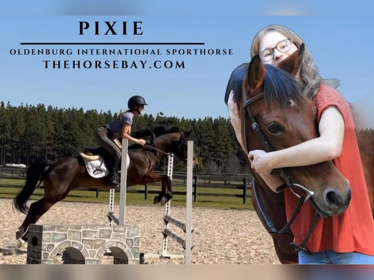 Oldenburg Mare 18 years Bay in Hoffman, NC