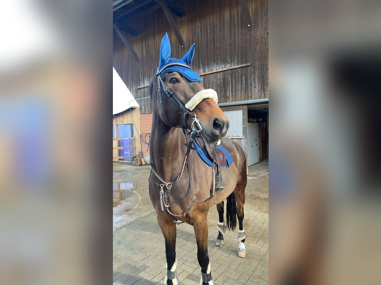 Oldenburg Mare 19 years 16,1 hh Brown in Tavannes