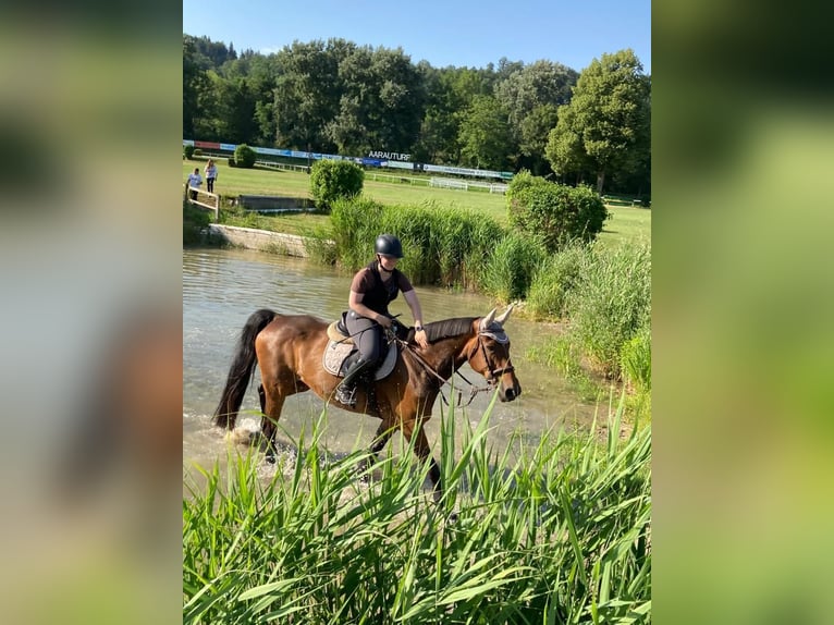 Oldenburg Mare 19 years 16,1 hh Brown in Tavannes