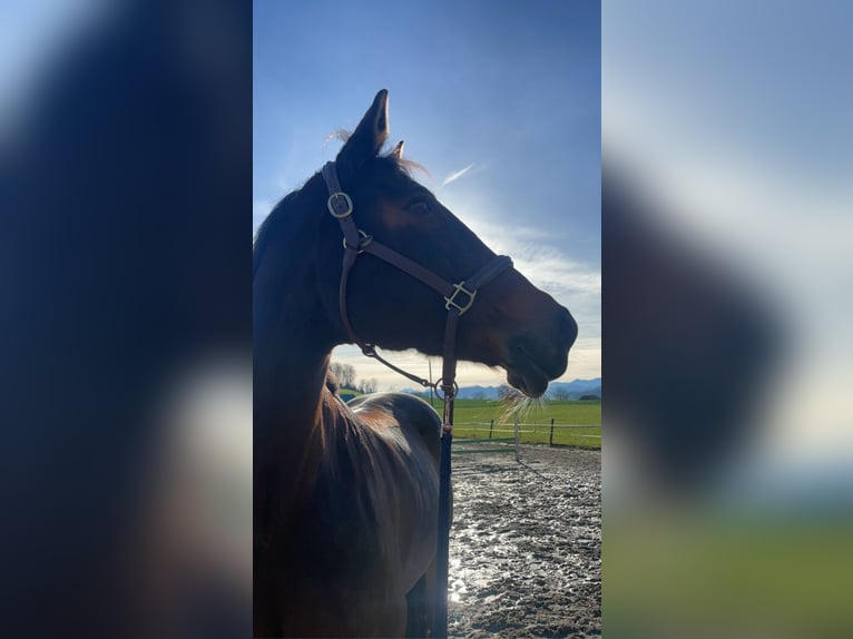 Oldenburg Mare 19 years 16,1 hh Brown in Tavannes