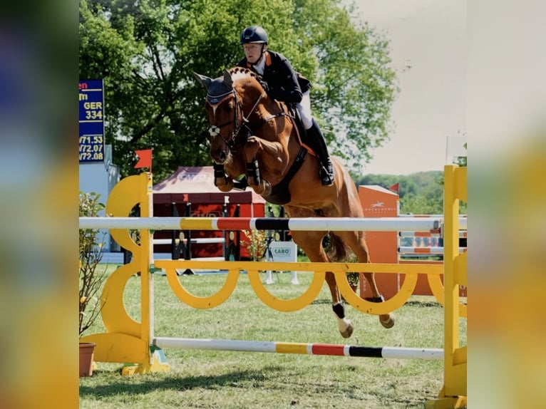 Oldenburg Mare 19 years 16,3 hh Chestnut-Red in Bramsche