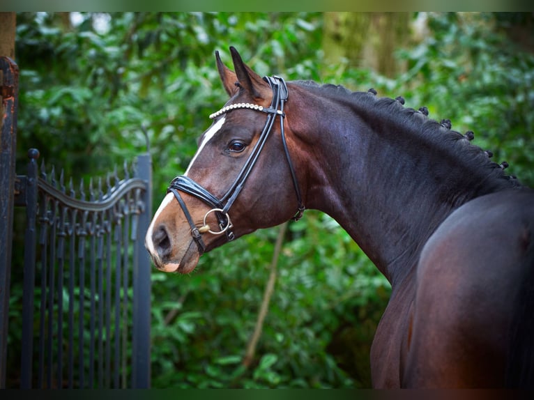 Oldenburg Mare 19 years 16,3 hh Chestnut-Red in Bramsche