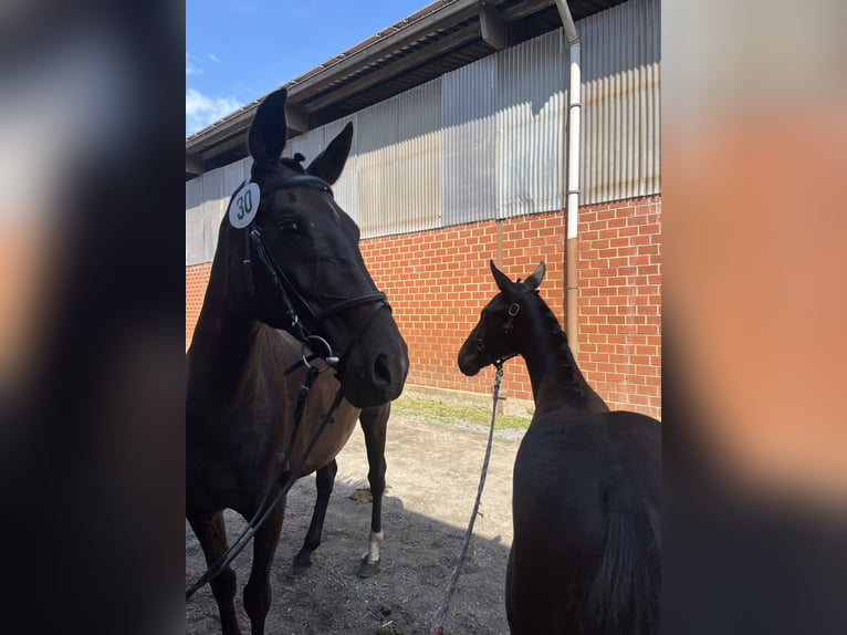 Oldenburg Mare 19 years 16 hh Bay-Dark in Bad Zwischenahn