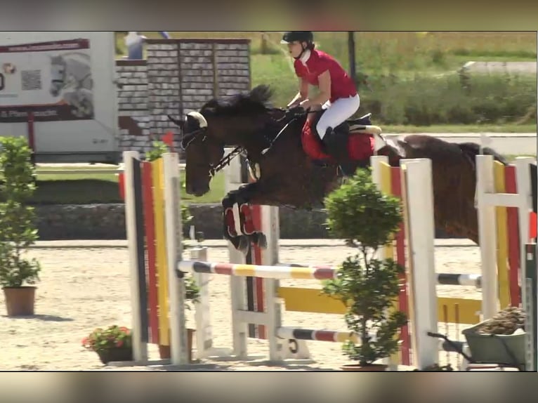 Oldenburg Mare 19 years 16 hh Bay-Dark in Münchsmünster