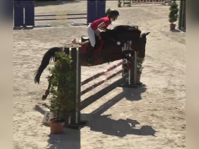 Oldenburg Mare 19 years 16 hh Bay-Dark in Münchsmünster