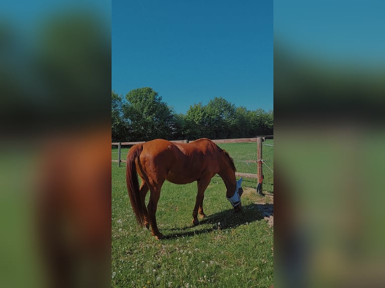 Oldenburg Mare 19 years 16 hh Chestnut-Red in Niederkassel