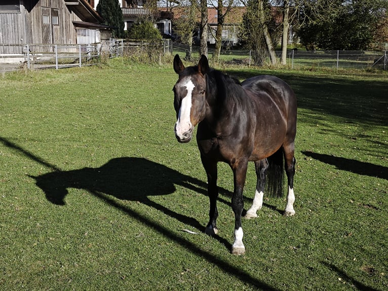 Oldenburg Mare 19 years 16,2 hh Brown in Waldmünchen