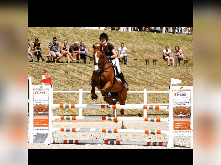 Oldenburg Mare 19 years 16,3 hh Chestnut-Red in Gleiming