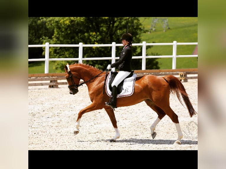 Oldenburg Mare 19 years 16,3 hh Chestnut-Red in Gleiming