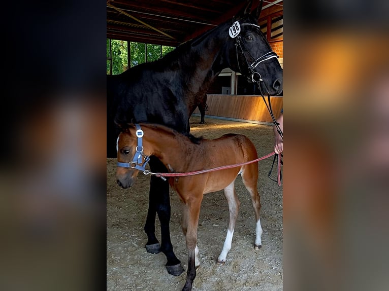 Oldenburg Mare 19 years 17 hh Black in Stadtlohn