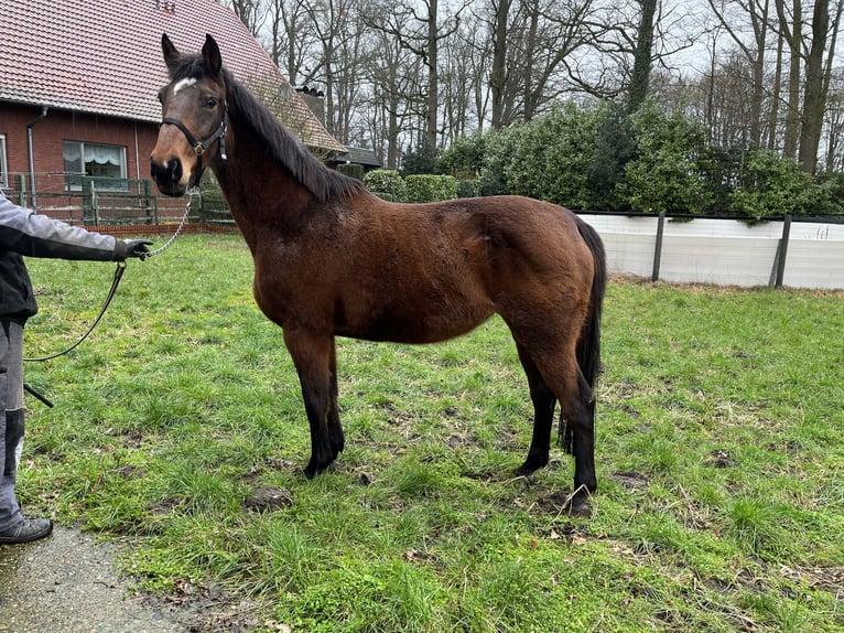 Oldenburg Mare 19 years Bay-Dark in Dinklage