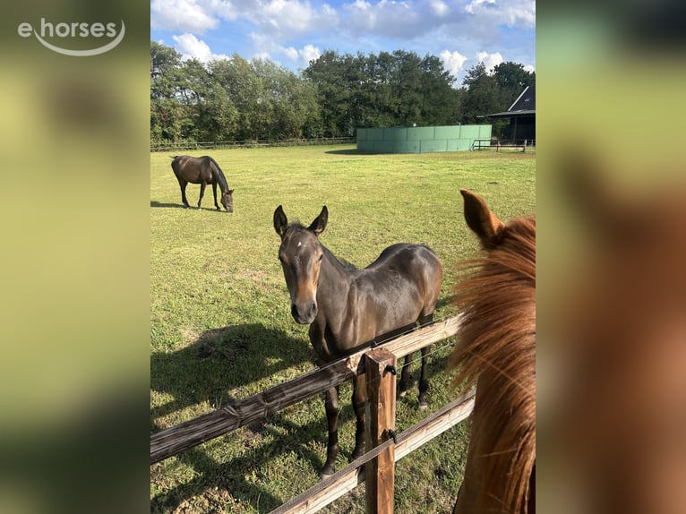 Oldenburg Mare 1 year 13.2 hh Bay-Dark in Ascheberg