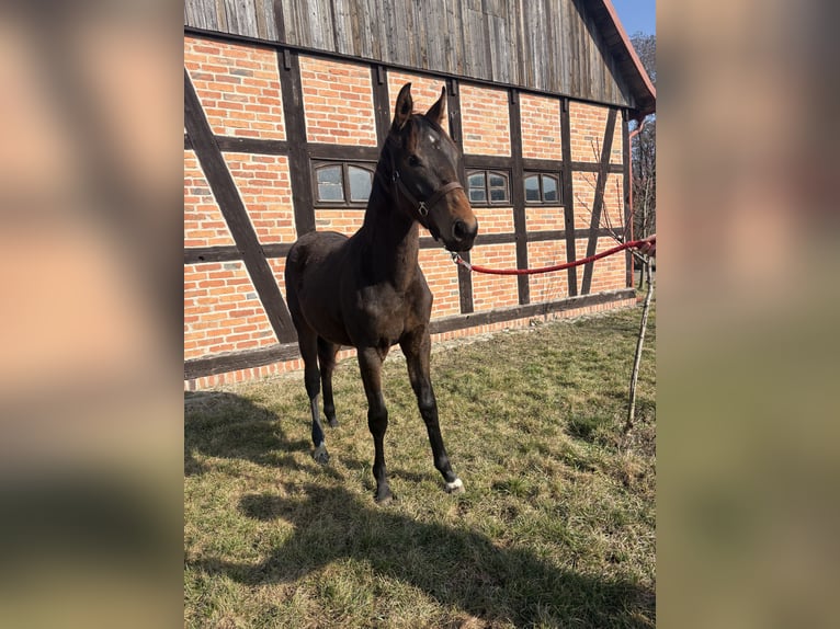 Oldenburg Mare 1 year 13.2 hh Bay-Dark in DębówMilicz