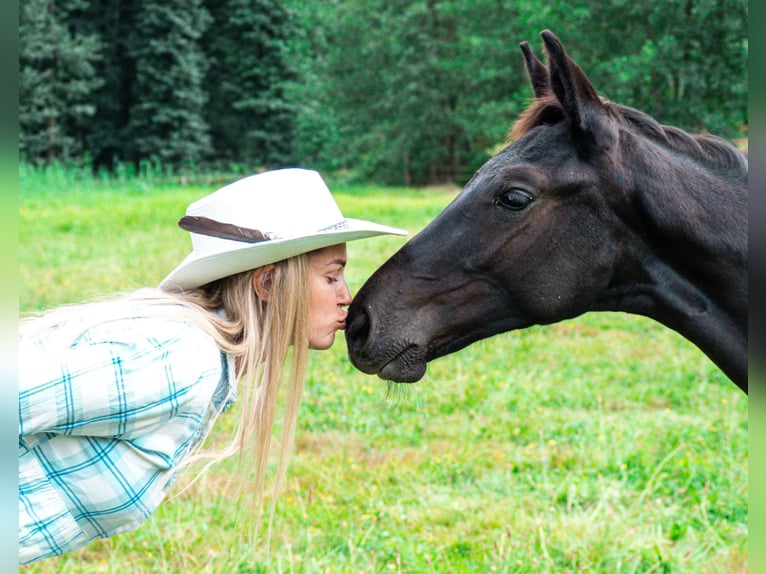 Oldenburg Mare 1 year 13.2 hh Grey in Gogołowa
