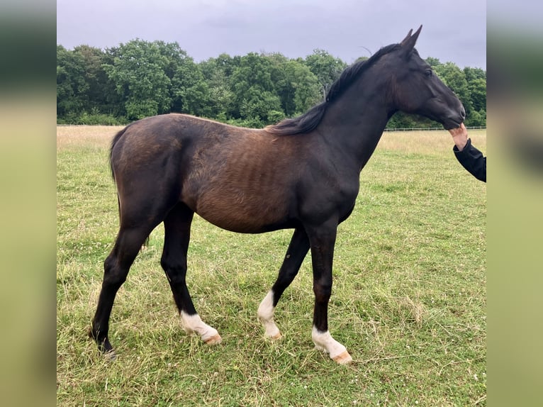 Oldenburg Mare 1 year 13,1 hh Black in Ferme de Morsains   Salins
