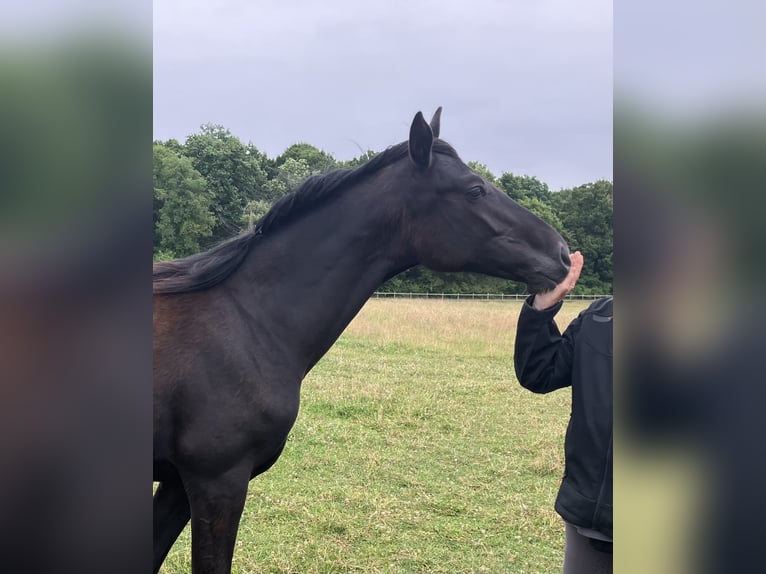 Oldenburg Mare 1 year 13,1 hh Black in Ferme de Morsains   Salins