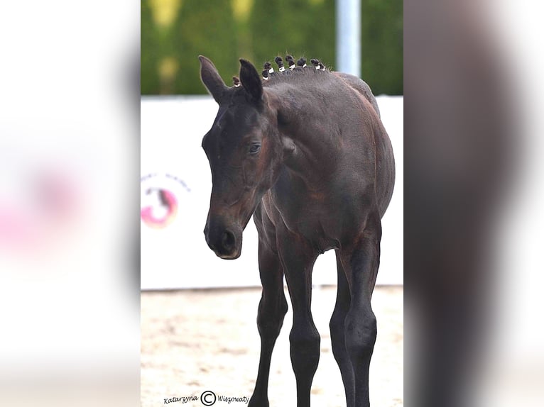 Oldenburg Mare 1 year 13,1 hh Grey in Gogołowa
