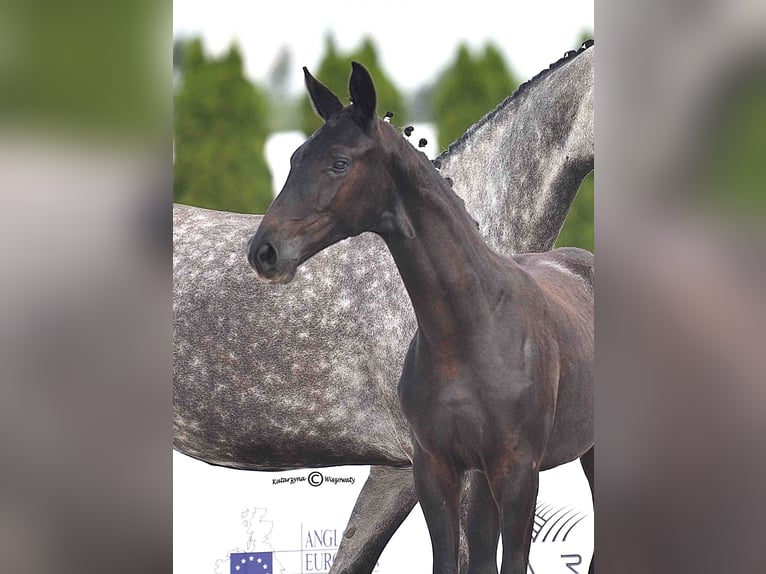 Oldenburg Mare 1 year 13,1 hh Grey in Gogołowa