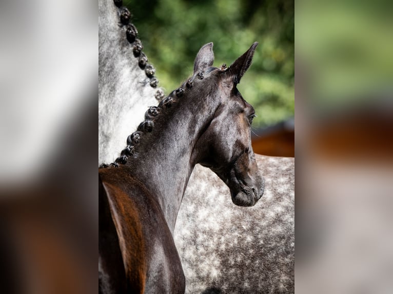 Oldenburg Mare 1 year 13,1 hh Grey in Gogołowa
