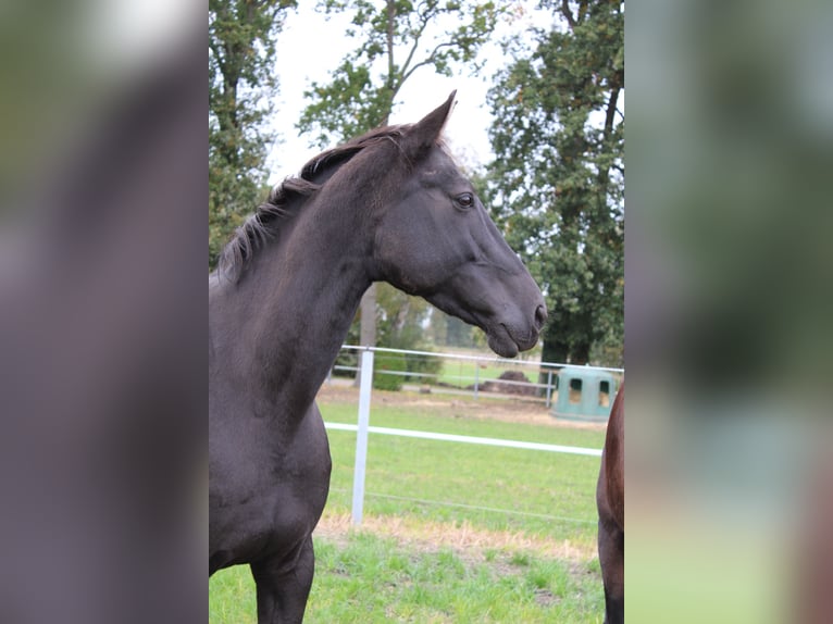 Oldenburg Mix Mare 1 year 13,2 hh Brown in Bösel